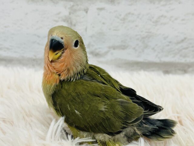 コザクラインコ（小桜インコ）