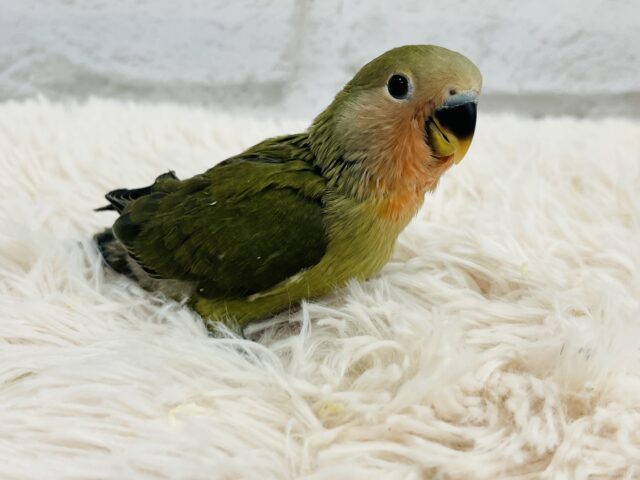 コザクラインコ（小桜インコ）