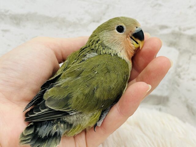 コザクラインコ（小桜インコ）