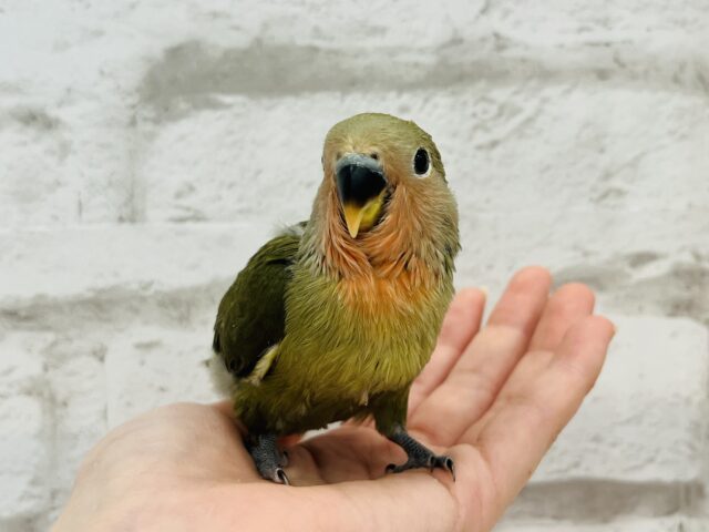 コザクラインコ（小桜インコ）