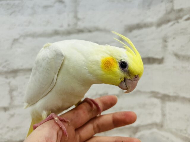 オカメインコ