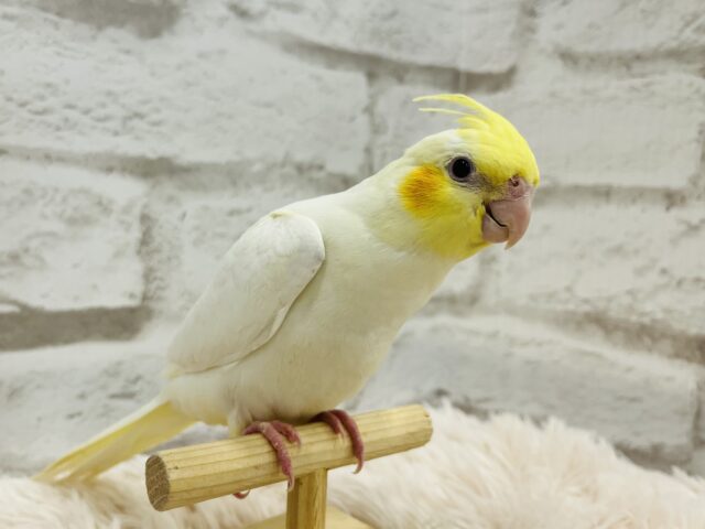 オカメインコ