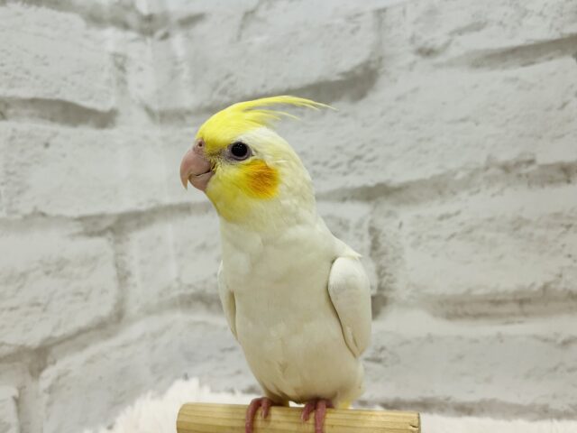 オカメインコ