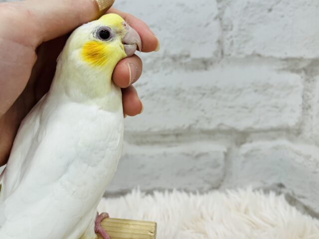オカメインコ