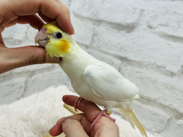 オカメインコ