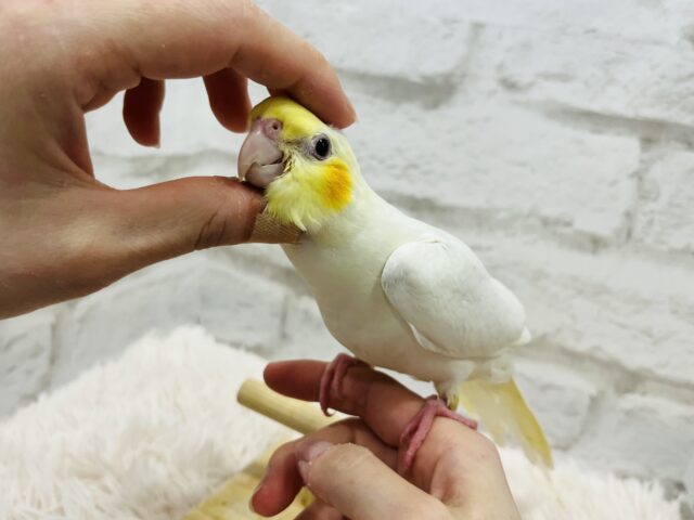 オカメインコ