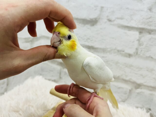 オカメインコ