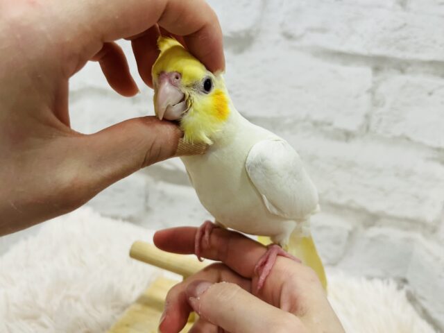 オカメインコ