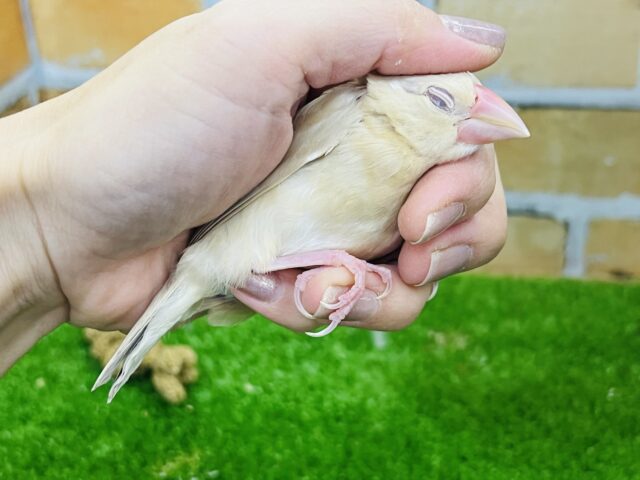 シナモン文鳥