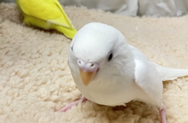 セキセイインコ