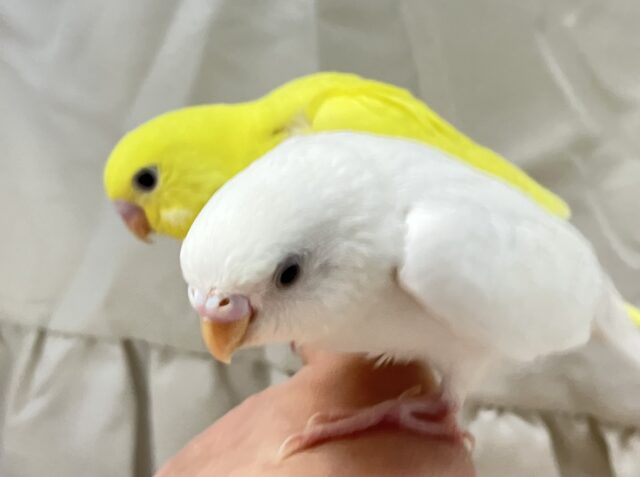 セキセイインコ