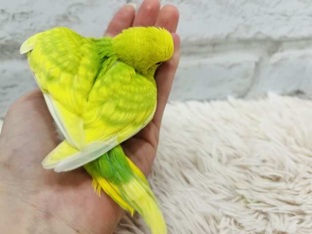 セキセイインコ
