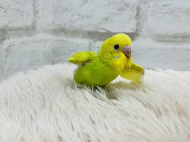 セキセイインコ