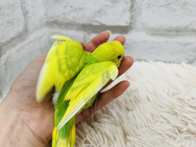 セキセイインコ