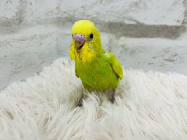 セキセイインコ