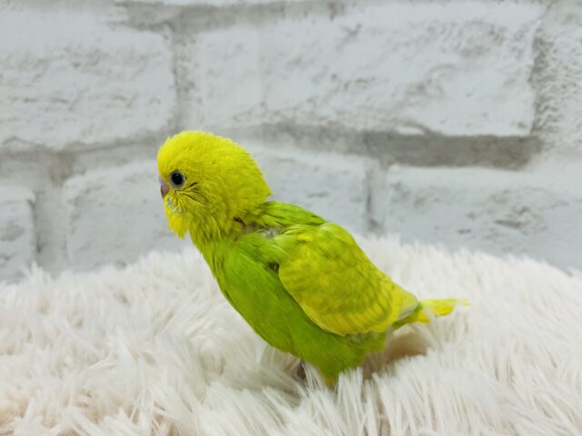 セキセイインコ