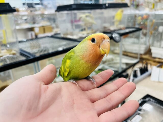 コザクラインコ（小桜インコ）