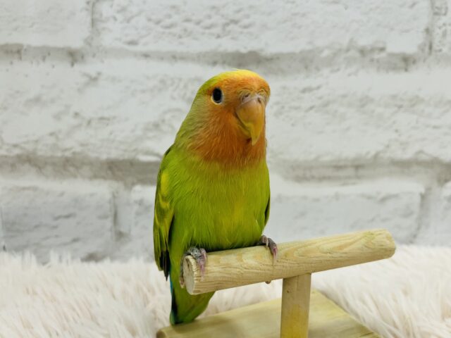 コザクラインコ（小桜インコ）