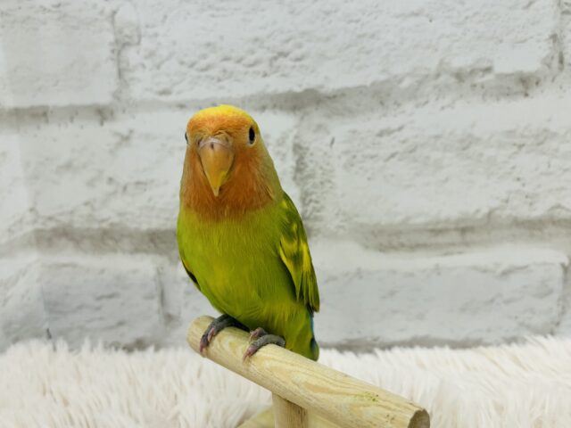 コザクラインコ（小桜インコ）