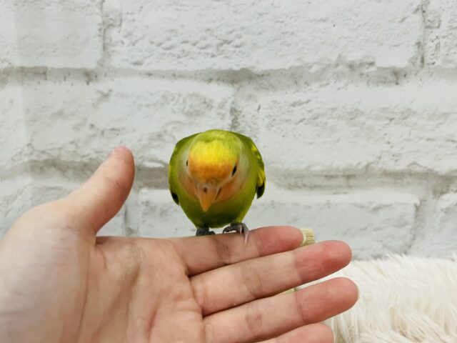 コザクラインコ（小桜インコ）