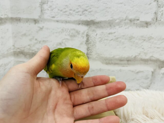 コザクラインコ（小桜インコ）