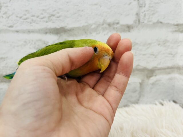 コザクラインコ（小桜インコ）