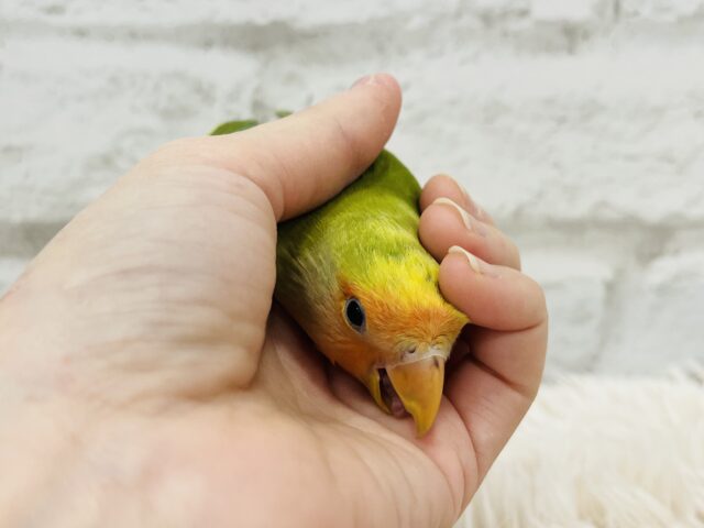 コザクラインコ（小桜インコ）