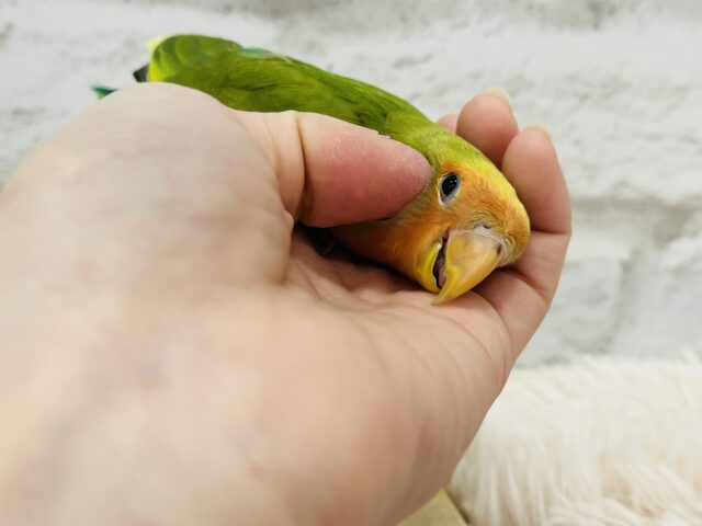 コザクラインコ（小桜インコ）