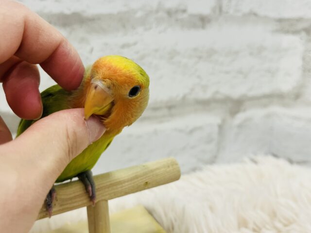 コザクラインコ（小桜インコ）