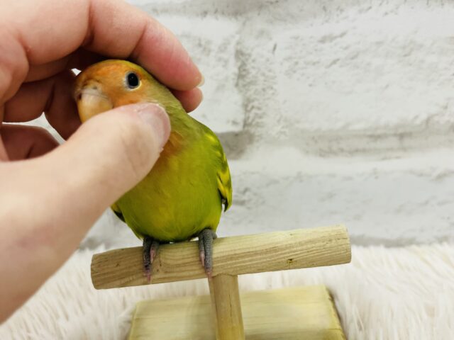 コザクラインコ（小桜インコ）
