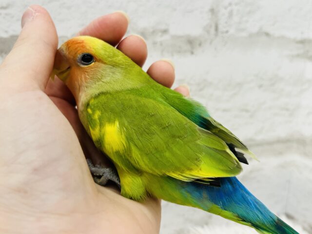 コザクラインコ（小桜インコ）