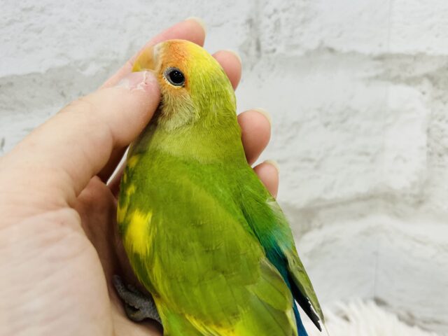 コザクラインコ（小桜インコ）