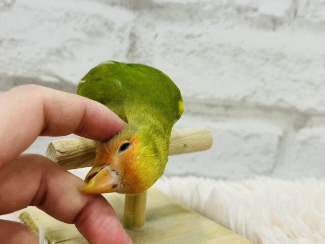 コザクラインコ（小桜インコ）