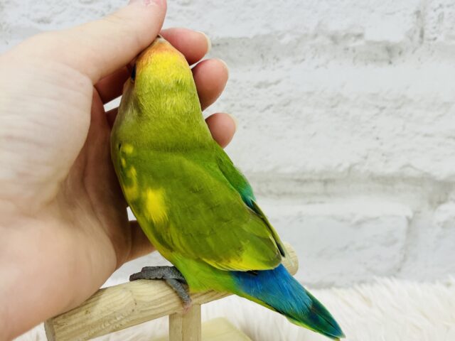 コザクラインコ（小桜インコ）