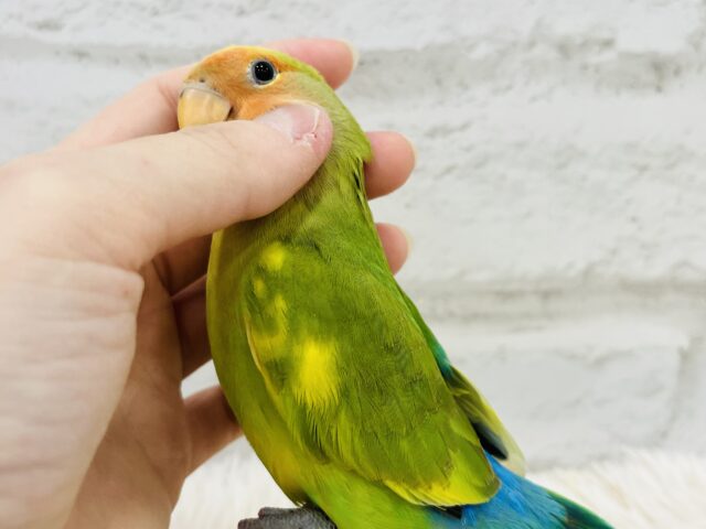 コザクラインコ（小桜インコ）