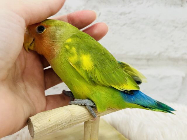 コザクラインコ（小桜インコ）