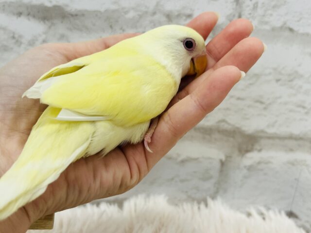 コザクラインコ（小桜インコ）
