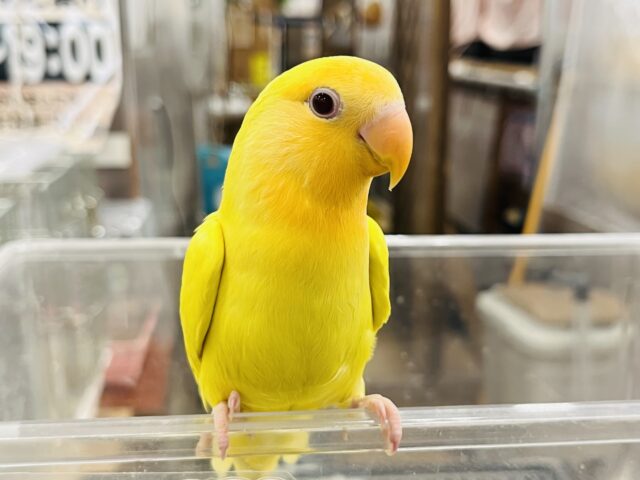 コザクラインコ（小桜インコ）