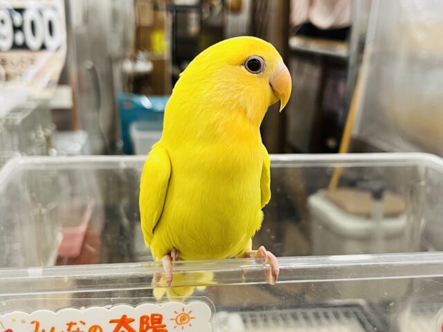 コザクラインコ（小桜インコ）
