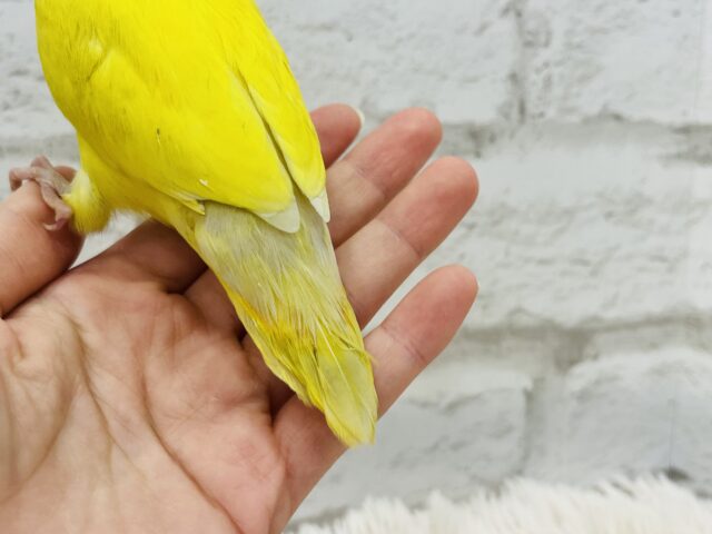 コザクラインコ（小桜インコ）