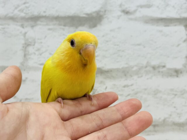 コザクラインコ（小桜インコ）