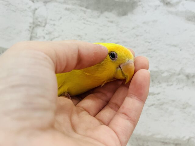 コザクラインコ（小桜インコ）