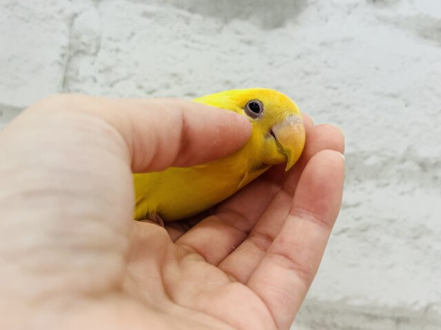 コザクラインコ（小桜インコ）