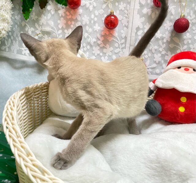 オリエンタルショートヘア