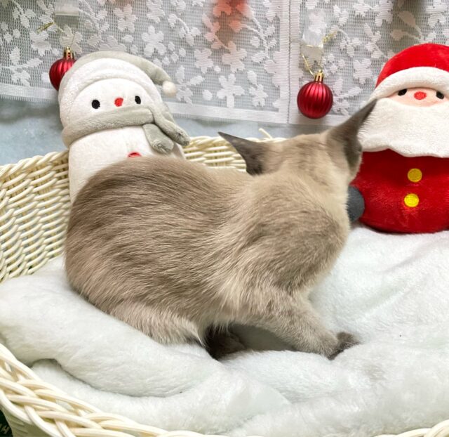 オリエンタルショートヘア