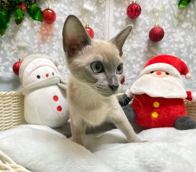 オリエンタルショートヘア