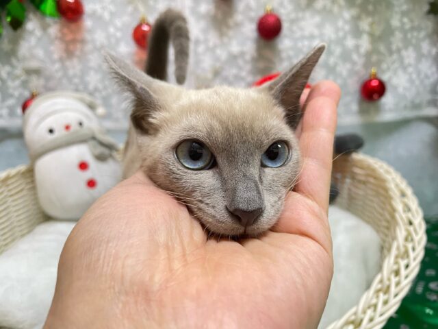 オリエンタルショートヘア