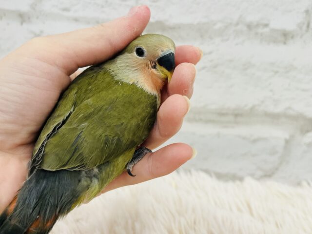 コザクラインコ（小桜インコ）