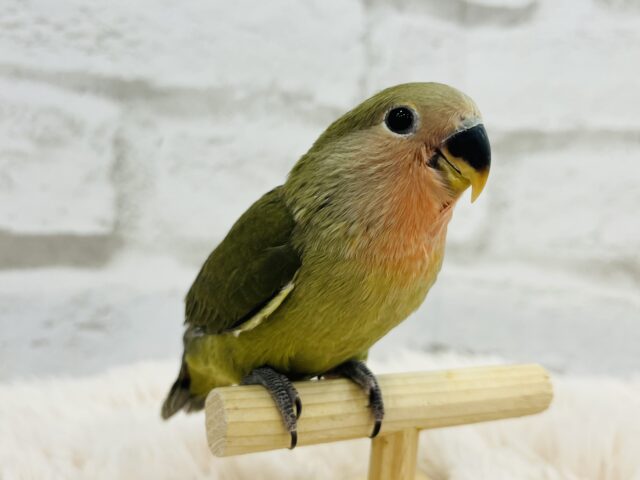 コザクラインコ（小桜インコ）