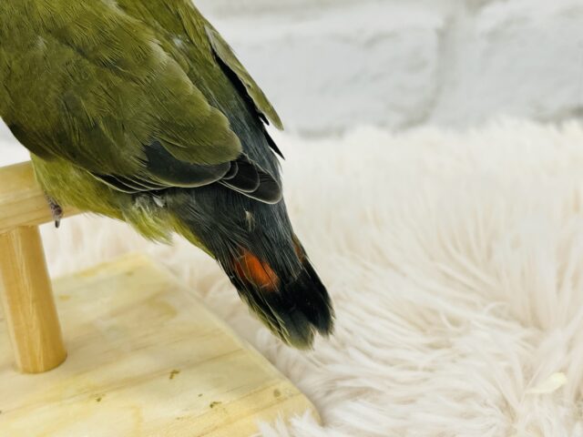 コザクラインコ（小桜インコ）